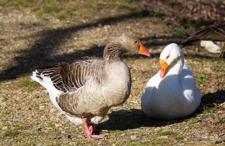 gans in nood