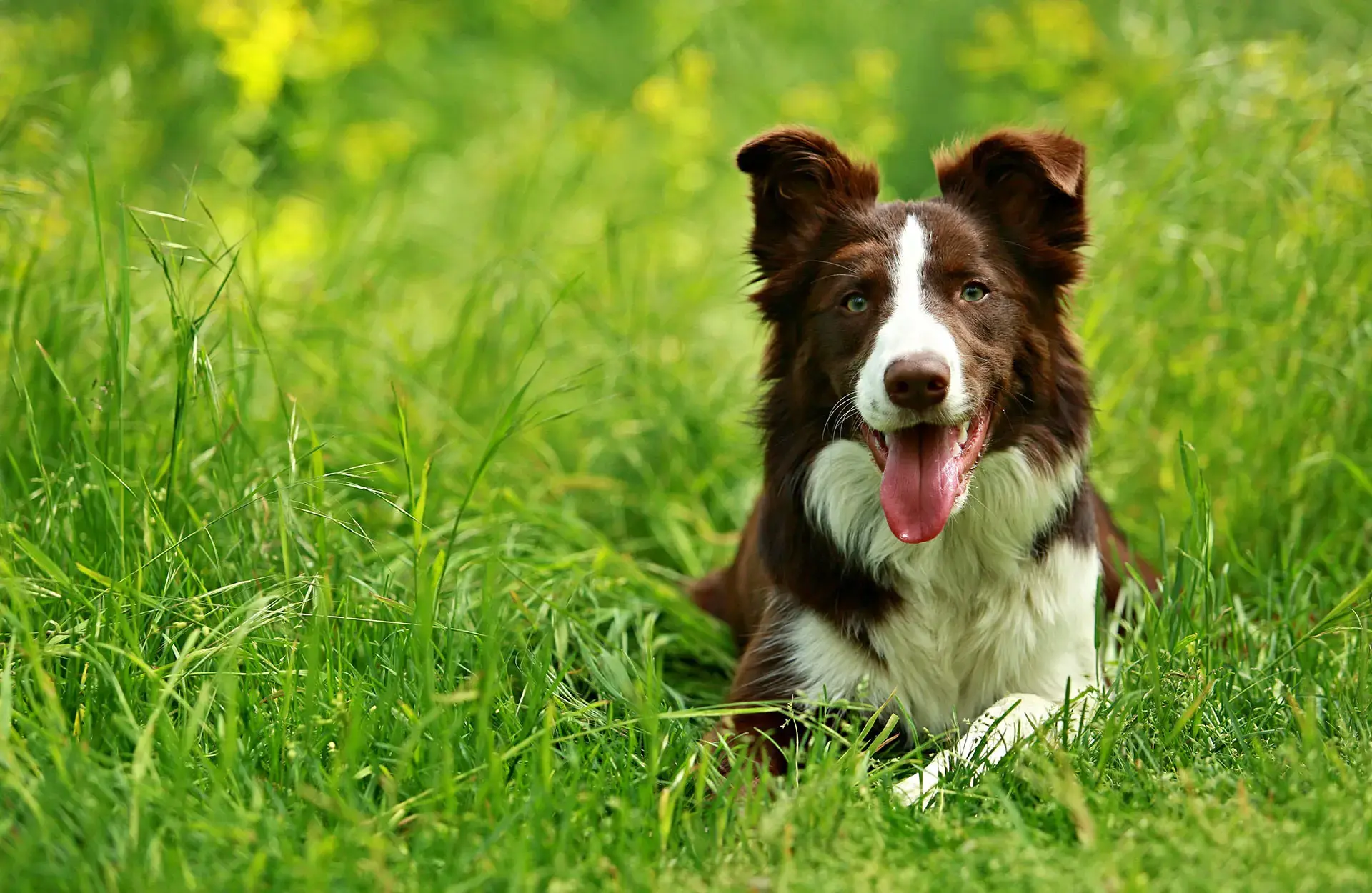 Hero artroscopie honden2