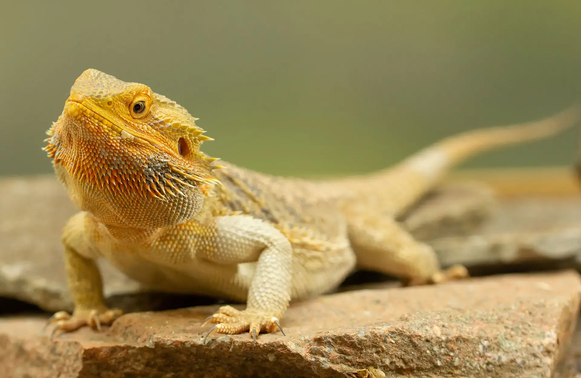 Hero reptiel